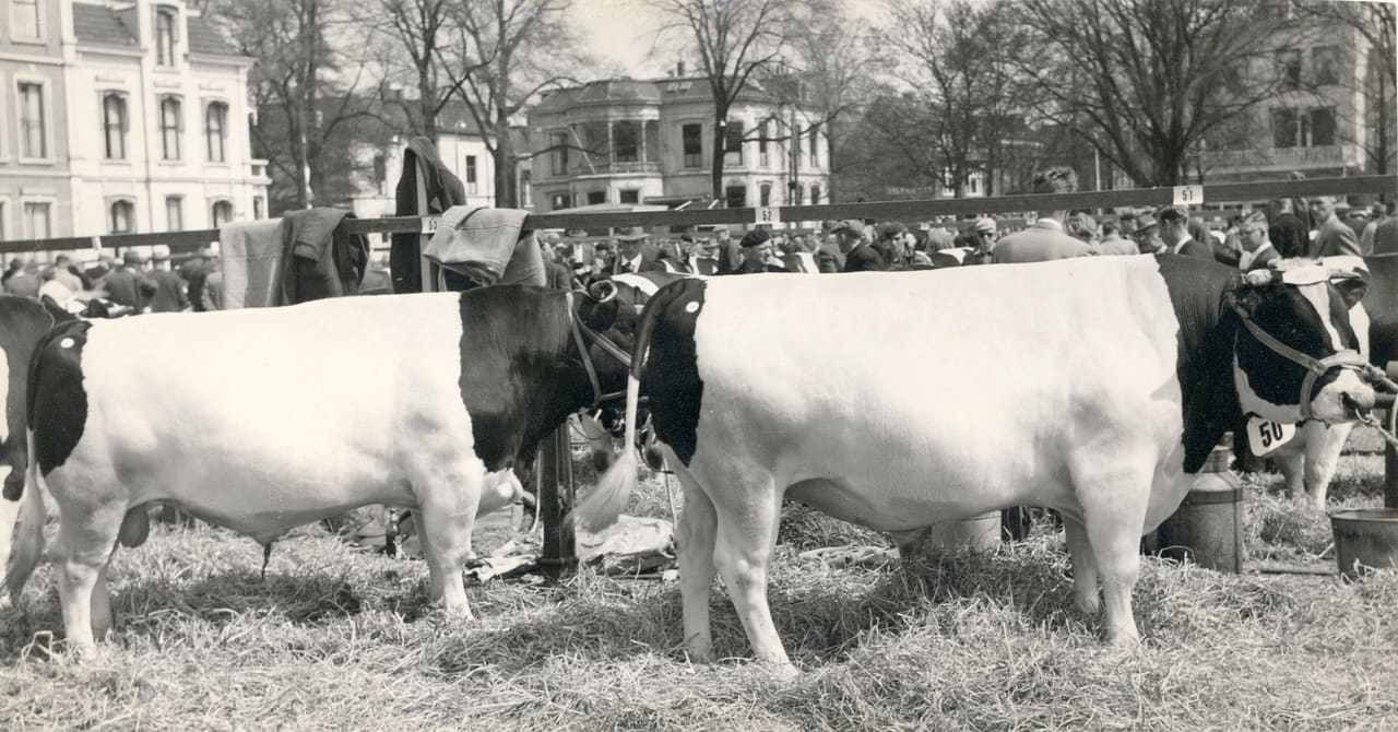 Zwart-witfoto uit 1959 van een stierenkeuring op straat, met villa's op de achtergrond.